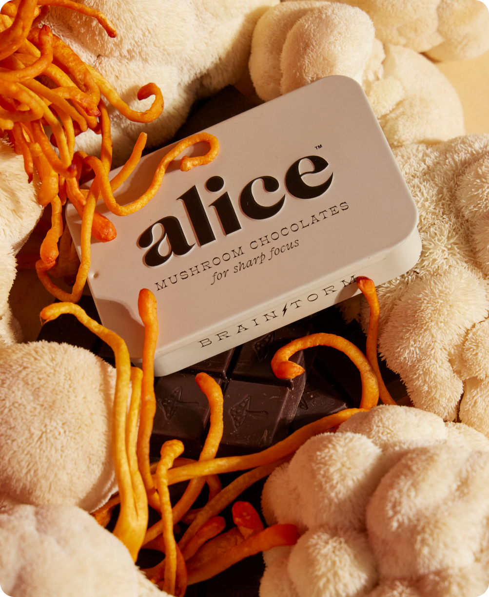 Brainstorm — mushroom chocolates for focus
